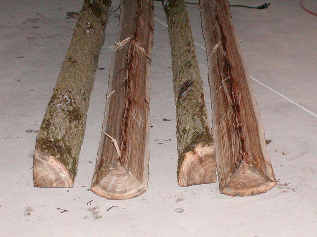 more elm