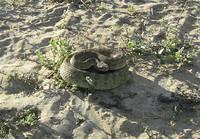 I noticed this rattler crawling up into the front end of the truck.  The outfitter said, "He has got to go!"  Wasn't long before he was a "good snake".