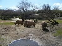 whiterhino